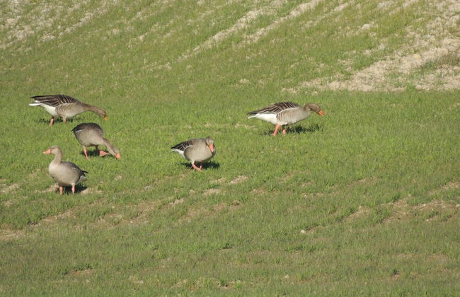 Mirador Ardea Mendixur - Foto 35