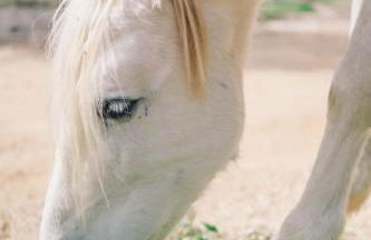 Masia Heredad La Boquilla - Foto 107