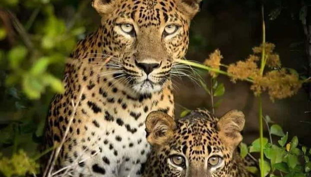 Contemplez un léopard avec son petit