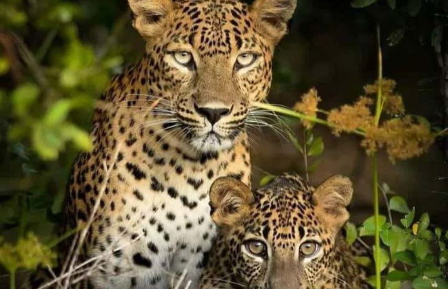 Safari privato nel Parco Nazionale di Wilpattu - Foto 2