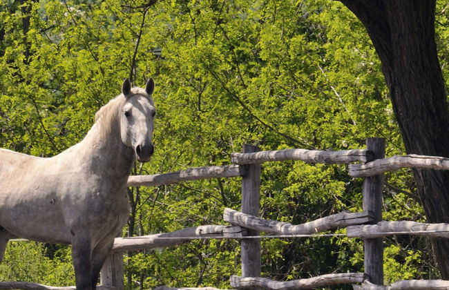 Excursion à Lipica et aux grottes de Skocjan - Photo 1