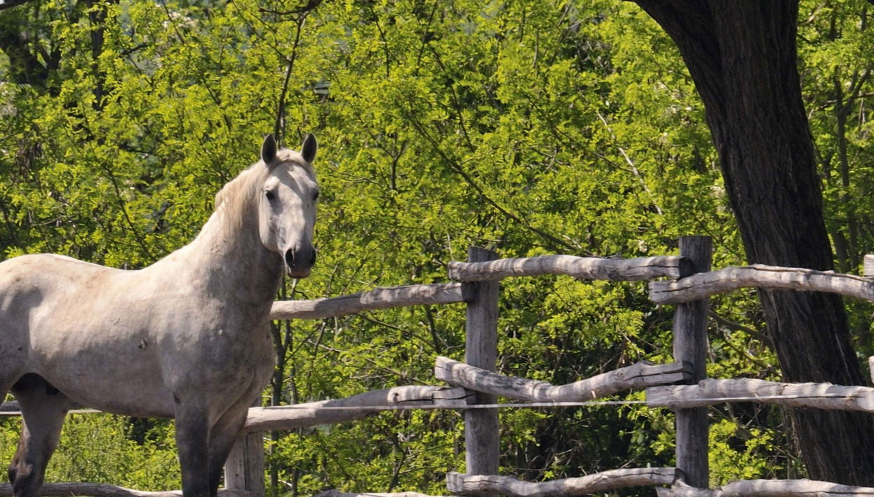 Lipica Horse Farm & Škocjan Caves Tour - Foto 1