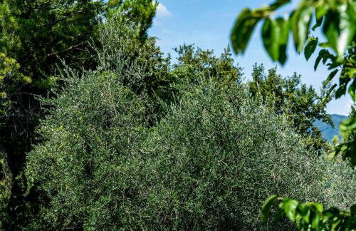 Agriturismo Le Chiusure - Foto 26