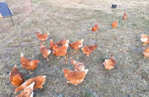 FeWo Renken - Foto 37