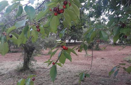 Lemontree Apartments - Foto 62