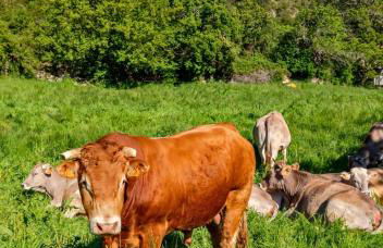 Casa Rural Orós - Photo 40