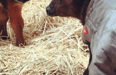 Urlaub auf dem Bauernhof - Foto 27