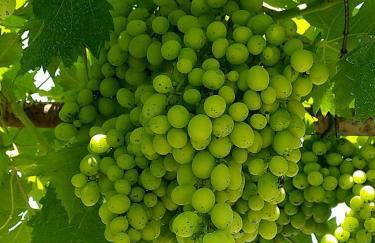 Agriturismo Fonte Belvedere - Foto 45