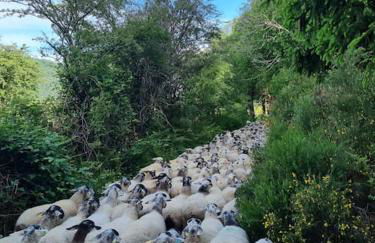 Cœur de volcan - Foto 39