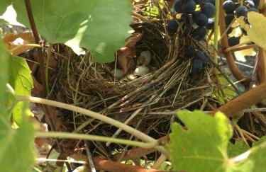 Agriturismo SetteLune - Foto 50