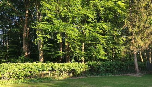 Ferienhaus Bäk-Ratzeburg - Foto 4