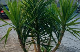 Apartments Jeličić - Foto 44