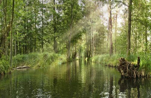 Appartements mit Blick auf die Spree in Lübben - Foto 33