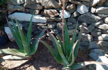 Anemi Stay - Foto 15