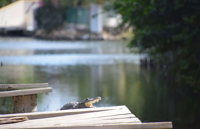 Bamboleo Inn Belize - Photo 53