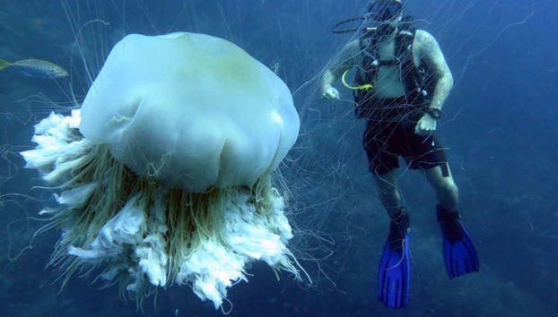 Buceando con una medusa gigante