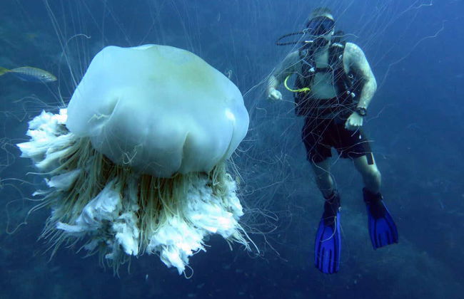 Sail Rock Diving - Foto 2