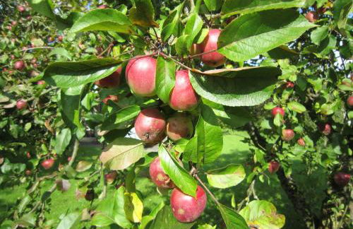Ferienhaus Kogge im Feriendorf Altes Land - Photo 18