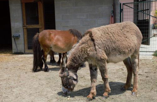 Casa dei Ciliegi Castell'Alfero - Foto 37