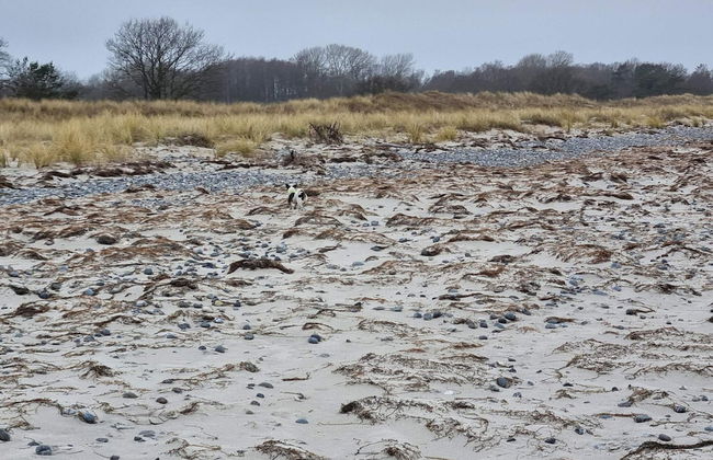 Serene Holiday Home in Zealand near Sea - Foto 3