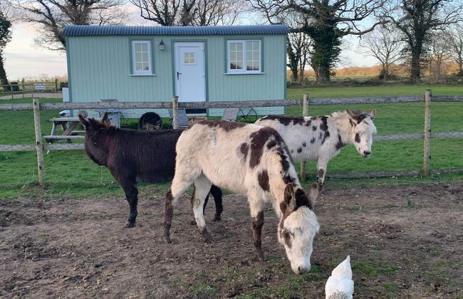 Starry Meadow - Foto 60