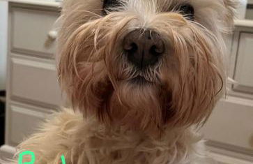 Avocet House Hunstanton 250m from the sea - Foto 12