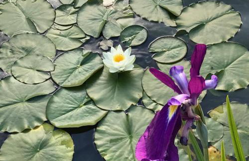 Fuchsia Cottage - Foto 78