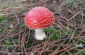 Quinta da Mal-disposta, cabin lodge Countryhouse - Foto 62