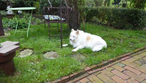 Großstrasse 18 A - Foto 2, Garden