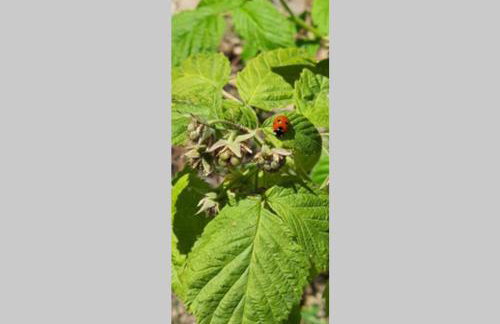 Traditional Stone House in Kissos Pelion - Foto 33