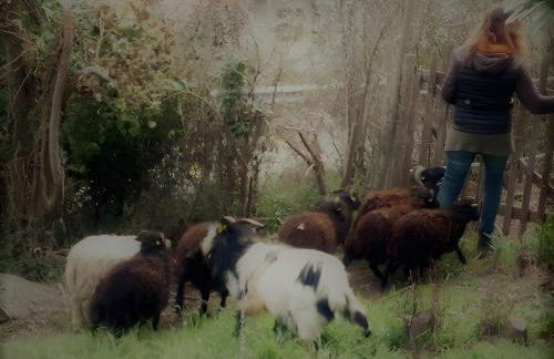 Bergeriedekakisse Mercantour - Foto 29