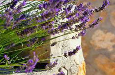 Villa Broč - Photo 108