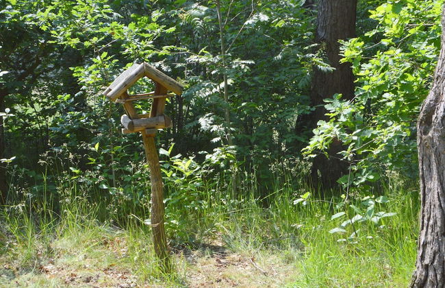 Romantic Forest Retreat With Sauna - Photo 24