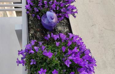 The Violet House - Foto 36