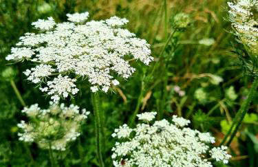 Cuda Wianki - Foto 20