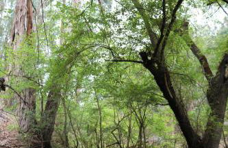 Dúplex de invitados en medio del bosque - Foto 28