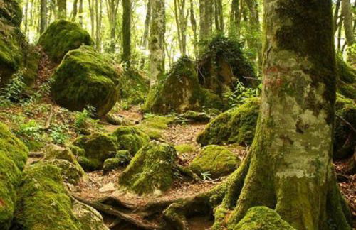 La Casetta di Noah - Foto 62