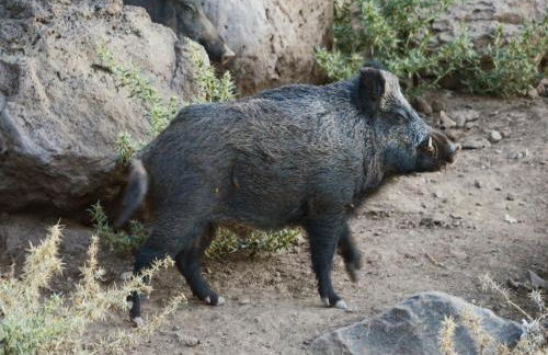 Country House S'Ozzastru - Foto 76