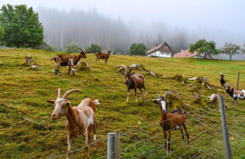 Ferienhaus Müllerswald - Foto 15