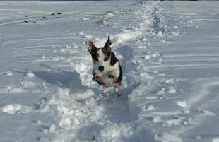 Ferienhaus VILLA ZAUBERBLICK am Rennsteig Frankenwald FREISTEHEND naturnah HUNDEFREUNDLICH eingezäunt - Foto 60
