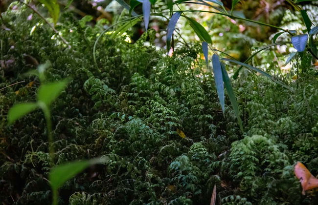 Tepuhueico Park Ticket - Foto 1