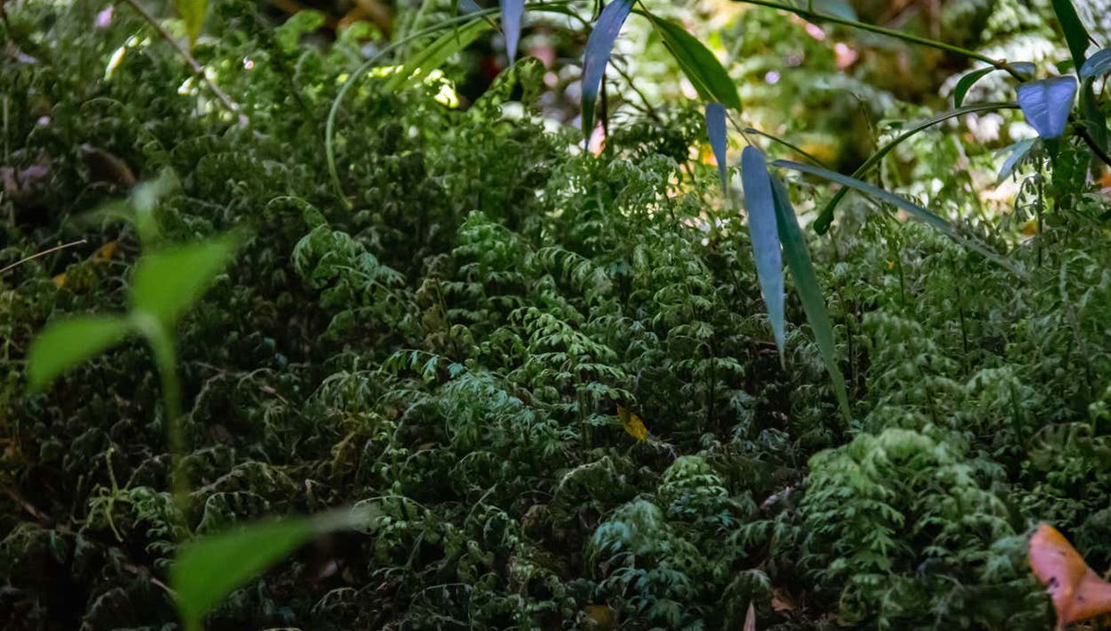 Tepuhueico Park Ticket - Foto 1