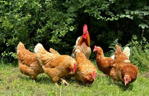 Ferienhof Hirsch - Foto 36