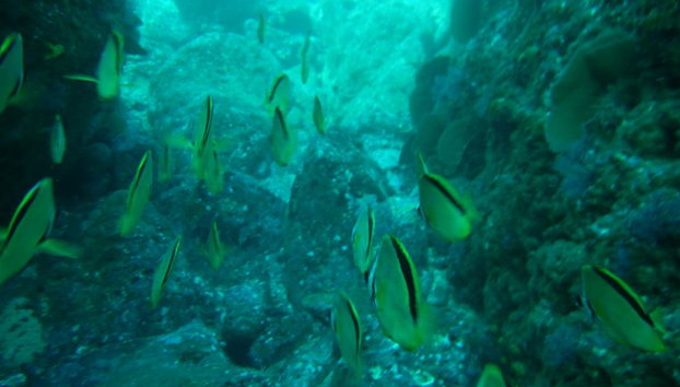 Beneath the Blue: Dive into the Wild Pacific - Photo 5