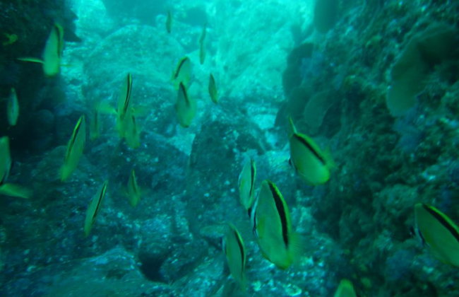 Beneath the Blue: Dive into the Wild Pacific - Photo 5