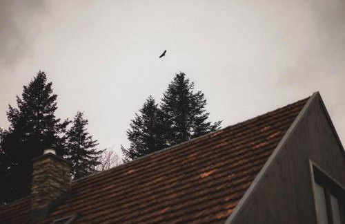 Mech i brzoza - Foto 6