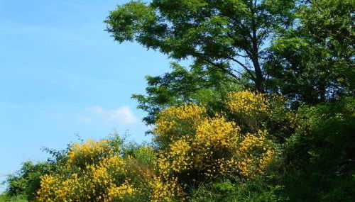 Casa delle ginestre - Foto 4