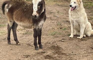 Yahweh Horse Retreat - Photo 27