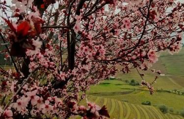 Quinta de Baixo - Photo 31