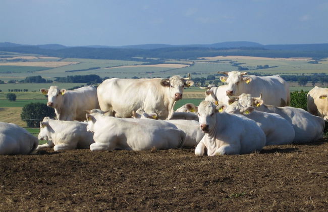 Watermill Stay With Garden - Foto 40